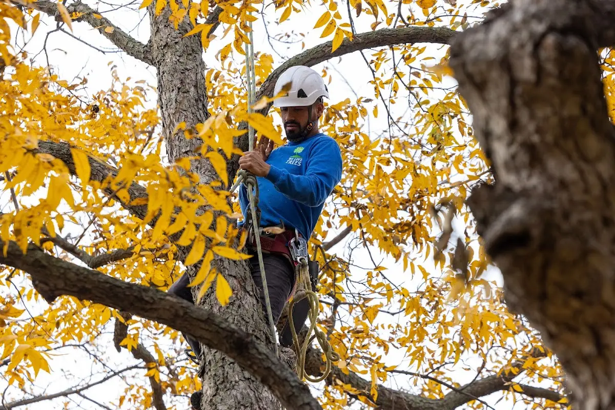 Skilled Tree Planing crew working in Richardsville
